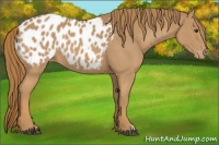Horse Color:Chestnut Appaloosa 