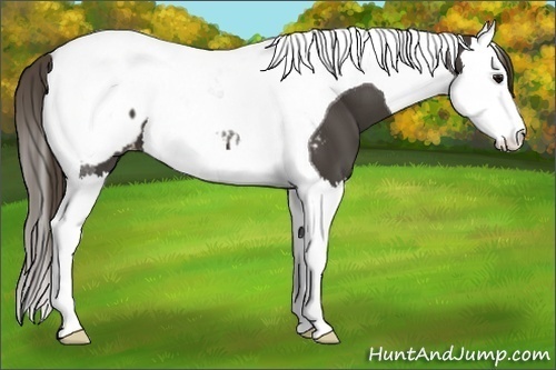 Horse Color:Smoky Black Splash Tobiano Appaloosa