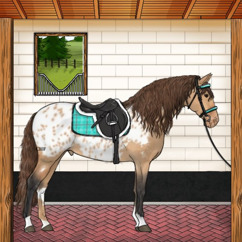 Horse Color:Bay Dun Blanket