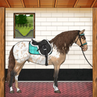 Horse Color:Bay Dun Appaloosa 