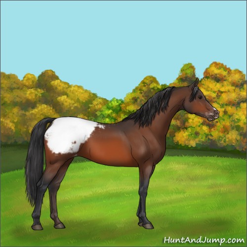 Horse Color:Bay Snowcap 