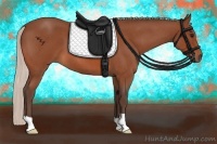 Horse Color:Silver Bay Roan