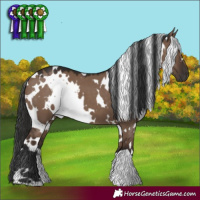 Horse Color:White Spotted Liver Red Dun 