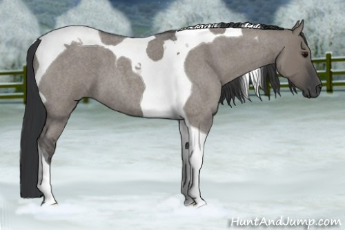 Horse Color:Grullo Roan Tobiano