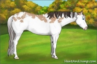 Horse Color:White Spotted Amber Champagne Splash