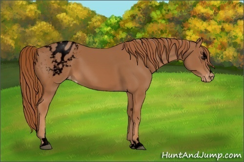 Horse Color:Void Chestnut Sabino Varnish 