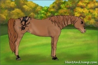 Horse Color:Void Chestnut Sabino Varnish