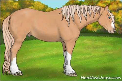 Horse Color:Gray Cremello