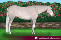 Horse Color:Platinum White Spotted Palomino Splash 