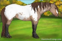 Horse Color:Bay Dun Snowcap 