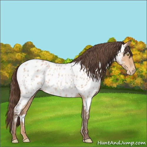 Horse Color:Amber Champagne Appaloosa Rabicano 