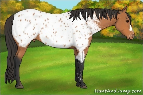 Horse Color:Bay Near Leopard Rabicano