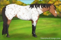 Horse Color:Bay Near Leopard Rabicano 
