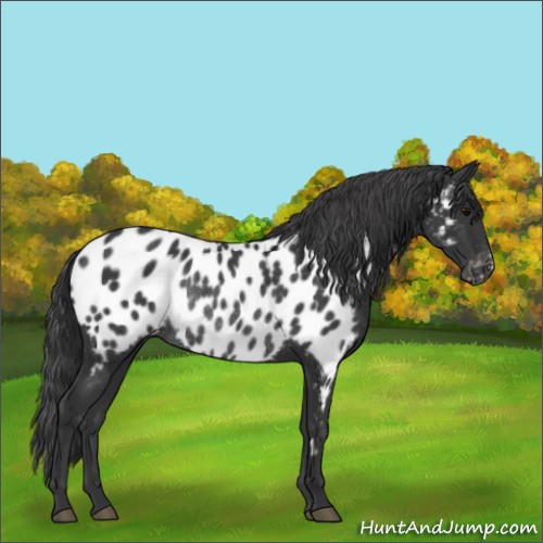 Horse Color:Black Appaloosa Rabicano 
