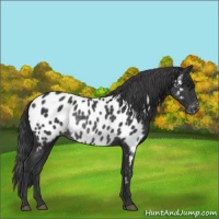 Horse Color:Black Appaloosa Rabicano 