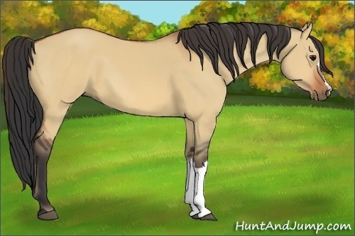 Horse Color:Bay Dun