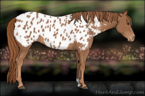 Horse Color:Chestnut Appaloosa 