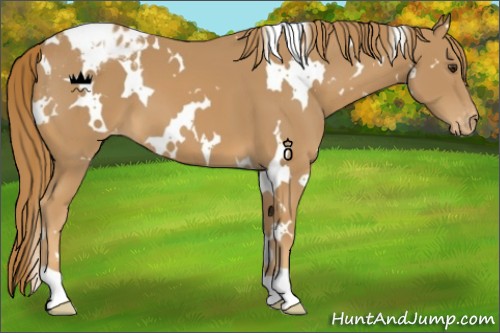 Horse Color:White Spotted Chestnut Varnish
