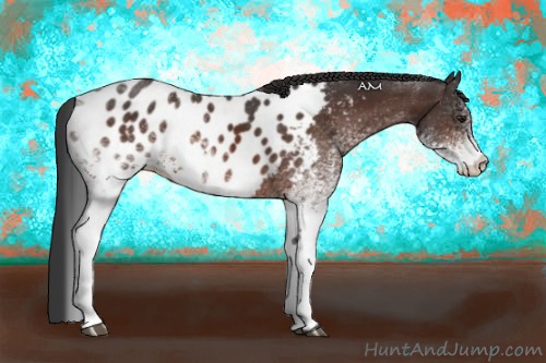 Horse Color:White Spotted Brown Appaloosa 
