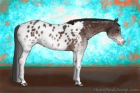 Horse Color:White Spotted Brown Appaloosa