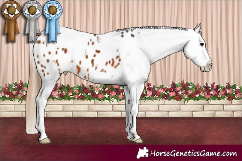 Horse Color:Bay Splash Appaloosa  and Buckskin Pearl Splash Appaloosa 