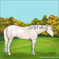 Horse Color:Cremello Sabino