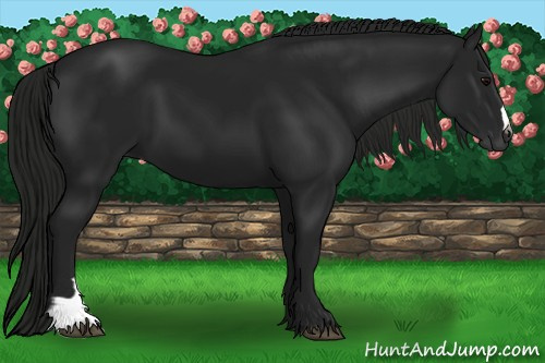 Horse Color:Gray Black