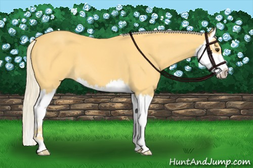 Horse Color:Palomino Splash 