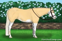 Horse Color:Palomino Splash