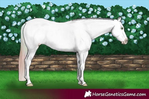 Horse Color:Nacre Gold Champagne Frame Appaloosa  and Amber Champagne Sabino Appaloosa 
