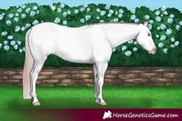 Horse Color:Nacre Gold Champagne Frame Blanket and Amber Champagne Sabino Blanket