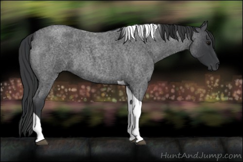 Horse Color:Blue Roan Tobiano 