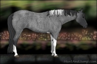 Horse Color:Blue Roan Tobiano 