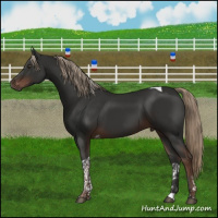 Horse Color:Liver Chestnut Tobiano 
