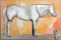 Horse Color:Red Dun Fewspot Rabicano 