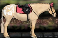 Horse Color:Gold Cream Champagne Roan Appaloosa