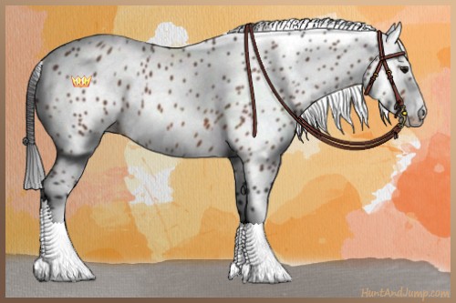 Horse Color:Bay Appaloosa 