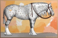 Horse Color:Bay Appaloosa 