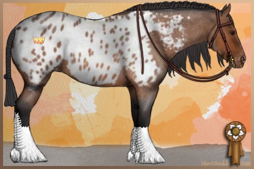 Horse Color:Bay Roan Appaloosa 