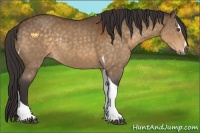 Horse Color:Buckskin Sabino Tobiano Rabicano