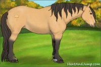 Horse Color:Buckskin Roan