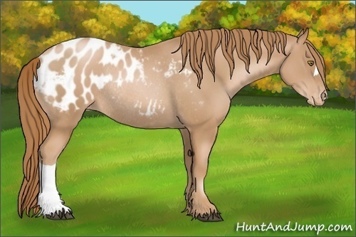 Horse Color:Chestnut Pearl Blanket Rabicano 