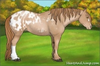 Horse Color:Chestnut Pearl Appaloosa Rabicano