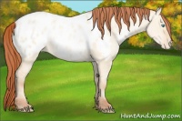 Horse Color:Sable Cream Champagne Pearl Dun Blanket 