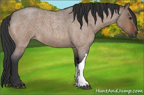 Horse Color:Bay Roan Dun