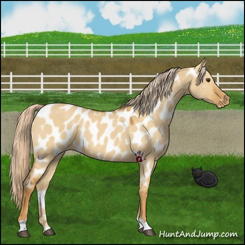 Horse Color:Palomino Dun Near Leopard 