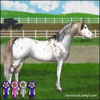 Horse Color:Bay Dun Splash Appaloosa  and Bay Dun Splash Appaloosa 