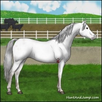 Horse Color:Gray Liver Red Dun Appaloosa 