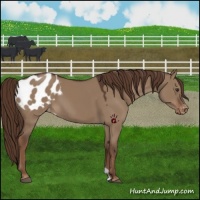 Horse Color:Liver Red Dun Appaloosa 