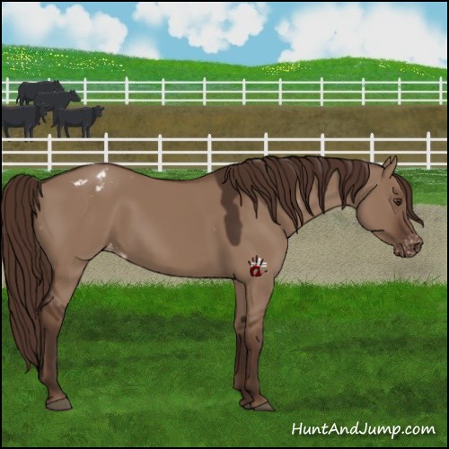 Horse Color:Liver Red Dun Appaloosa 